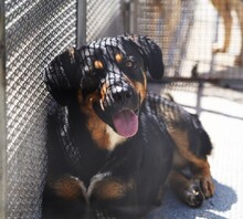 ARMANDO, Hund, Mischlingshund in Italien - Bild 2