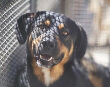 ARMANDO, Hund, Mischlingshund in Italien - Bild 3