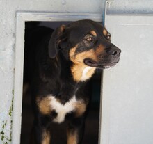 ARMANDO, Hund, Mischlingshund in Italien - Bild 4