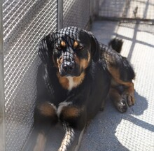 ARMANDO, Hund, Mischlingshund in Italien - Bild 5