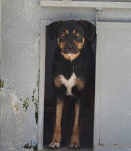 ARMANDO, Hund, Mischlingshund in Italien - Bild 6