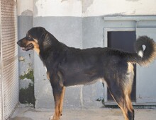 ARMANDO, Hund, Mischlingshund in Italien - Bild 7