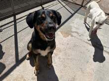 ARMANDO, Hund, Mischlingshund in Italien - Bild 9