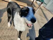 SAMMY, Hund, Mischlingshund in Rumänien - Bild 10