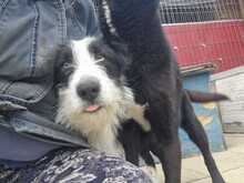SAMMY, Hund, Mischlingshund in Rumänien - Bild 3
