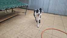 SAMMY, Hund, Mischlingshund in Rumänien - Bild 6