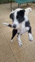 SAMMY, Hund, Mischlingshund in Rumänien - Bild 9