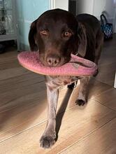 FLOKI, Hund, Labrador Retriever in Utting - Bild 1