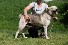CALYPSO, Hund, Mischlingshund in Ungarn - Bild 10