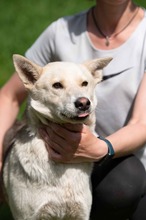 CALYPSO, Hund, Mischlingshund in Ungarn - Bild 11