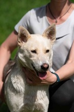 CALYPSO, Hund, Mischlingshund in Ungarn - Bild 12
