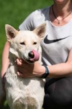 CALYPSO, Hund, Mischlingshund in Ungarn - Bild 13