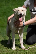 CALYPSO, Hund, Mischlingshund in Ungarn - Bild 14