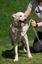 CALYPSO, Hund, Mischlingshund in Ungarn - Bild 15