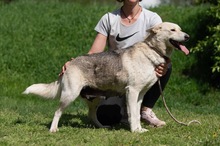 CALYPSO, Hund, Mischlingshund in Ungarn - Bild 16