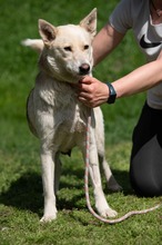 CALYPSO, Hund, Mischlingshund in Ungarn - Bild 17