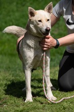 CALYPSO, Hund, Mischlingshund in Ungarn - Bild 18