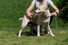 CALYPSO, Hund, Mischlingshund in Ungarn - Bild 2