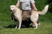 CALYPSO, Hund, Mischlingshund in Ungarn - Bild 3