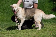 CALYPSO, Hund, Mischlingshund in Ungarn - Bild 4