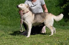 CALYPSO, Hund, Mischlingshund in Ungarn - Bild 5