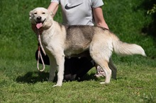CALYPSO, Hund, Mischlingshund in Ungarn - Bild 6