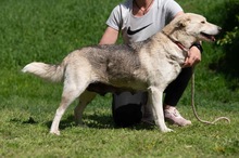 CALYPSO, Hund, Mischlingshund in Ungarn - Bild 7