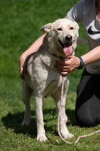 CALYPSO, Hund, Mischlingshund in Ungarn - Bild 8