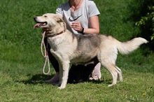 CALYPSO, Hund, Mischlingshund in Ungarn - Bild 9