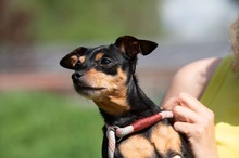 HISZTI, Hund, Rehpinscher in Ungarn - Bild 18