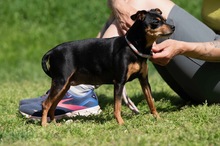 HISZTI, Hund, Rehpinscher in Ungarn - Bild 8