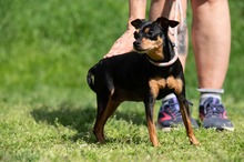 HISZTI, Hund, Rehpinscher in Marsberg