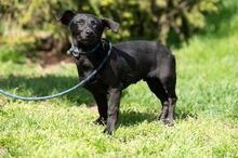 AXTON, Hund, Dackel-Terrier-Mix in Ungarn - Bild 1