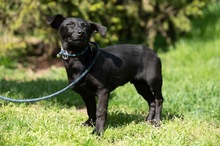 AXTON, Hund, Dackel-Terrier-Mix in Ungarn - Bild 2