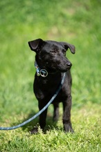 AXTON, Hund, Dackel-Terrier-Mix in Ungarn - Bild 3