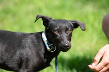 AXTON, Hund, Dackel-Terrier-Mix in Ungarn - Bild 4