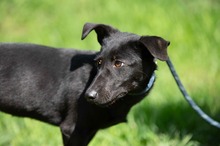 AXTON, Hund, Dackel-Terrier-Mix in Ungarn - Bild 5
