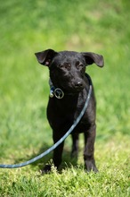 AXTON, Hund, Dackel-Terrier-Mix in Ungarn - Bild 6