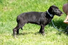AXTON, Hund, Dackel-Terrier-Mix in Ungarn - Bild 7