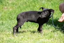 AXTON, Hund, Dackel-Terrier-Mix in Ungarn - Bild 8