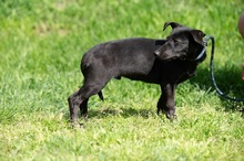 AXTON, Hund, Dackel-Terrier-Mix in Ungarn - Bild 9