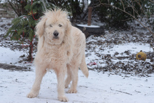 FALCOR, Hund, Mischlingshund in Ungarn - Bild 1