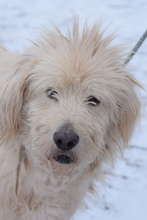 FALCOR, Hund, Mischlingshund in Ungarn - Bild 2