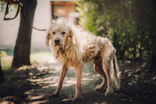 FALCOR, Hund, Mischlingshund in Ungarn - Bild 3