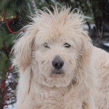 FALCOR, Hund, Mischlingshund in Ungarn - Bild 4