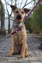 DEMONA, Hund, Mischlingshund in Ungarn - Bild 1