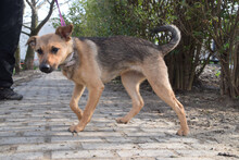 DEMONA, Hund, Mischlingshund in Ungarn - Bild 2