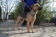 DEMONA, Hund, Mischlingshund in Ungarn - Bild 3