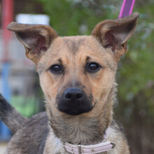 DEMONA, Hund, Mischlingshund in Ungarn - Bild 4