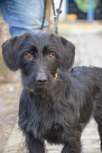 BERRY, Hund, Mischlingshund in Ungarn - Bild 1